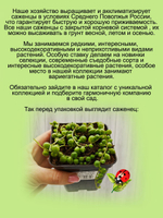 Крестовник Роули ампельный