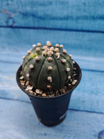 Astrophytum Asterias variagate (Астрофитум)