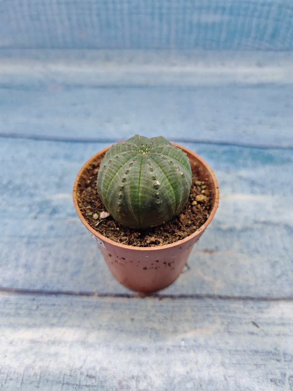 Euphoria Obesa (Эуфорбия)