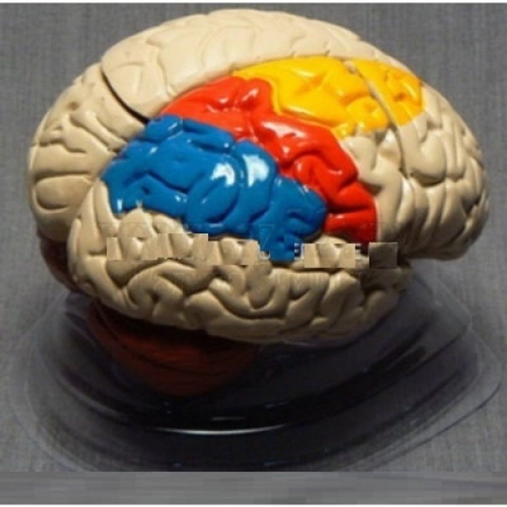 Модель «Мозг человека» (цветная)