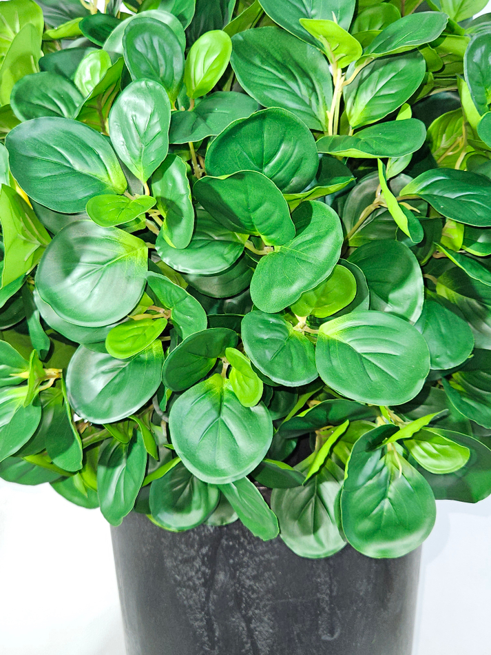 Пеперомия искусственная в высоком круглом кашпо