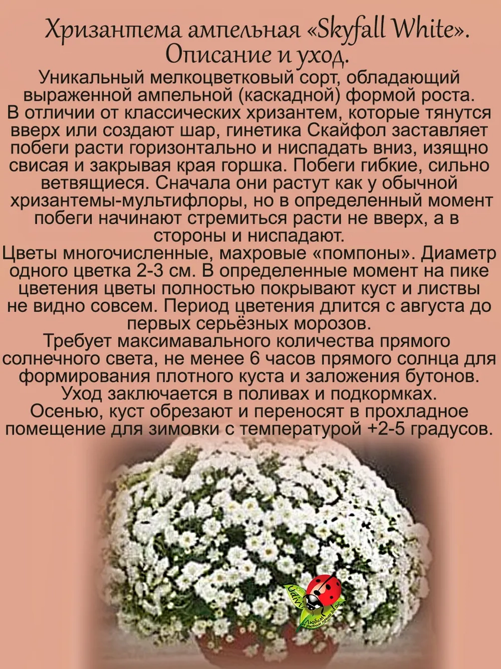 Хризантема Скайфол белый ампельная