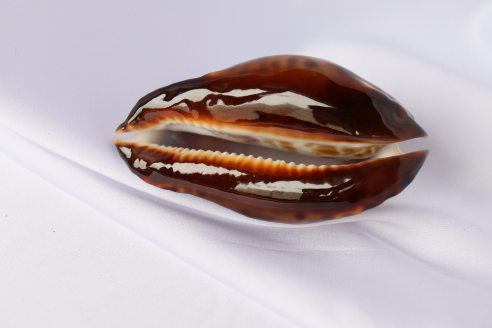 Ципрея зоила Френда (Zoila friendii), 8см, 1шт