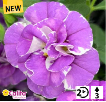 Calibrahoa Calita double blue splash ОКС укорененный черенок. Под заказ, производство 4-5 недель