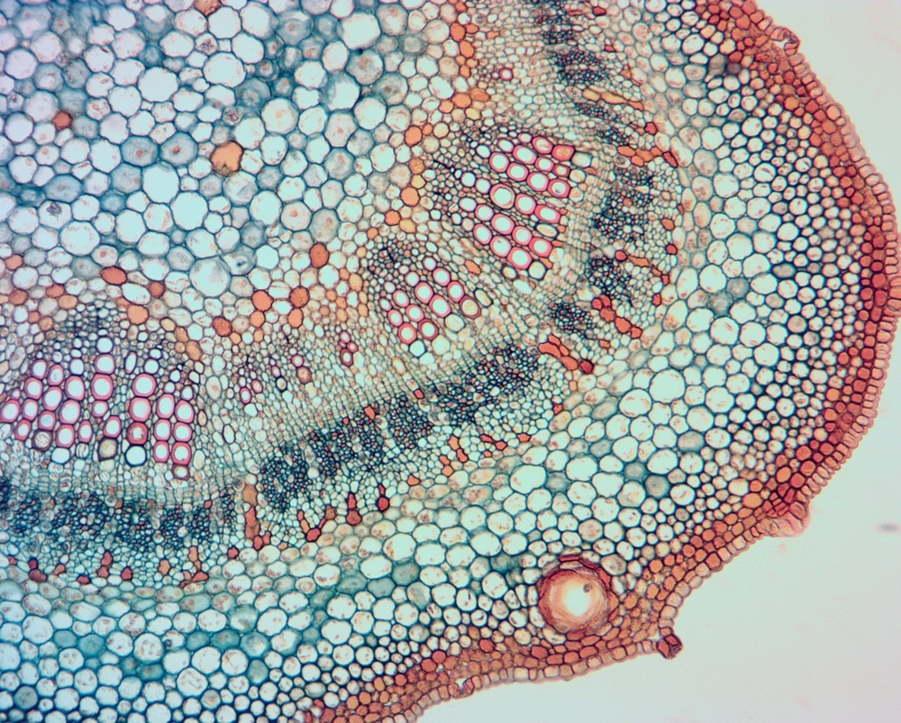 Видеоокуляр ToupCam 14.0 MP