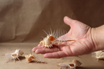 Морская ракушка Murex pecten размер
