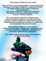Седум Кристатум Блу очиток