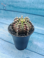 Gymnocalycium T-Rex Pink hybride (Гимнокалициум T-rex)