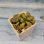 Titanopsis Calcarea (Титанопсис)