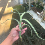 Тилландсия intermedia Giant