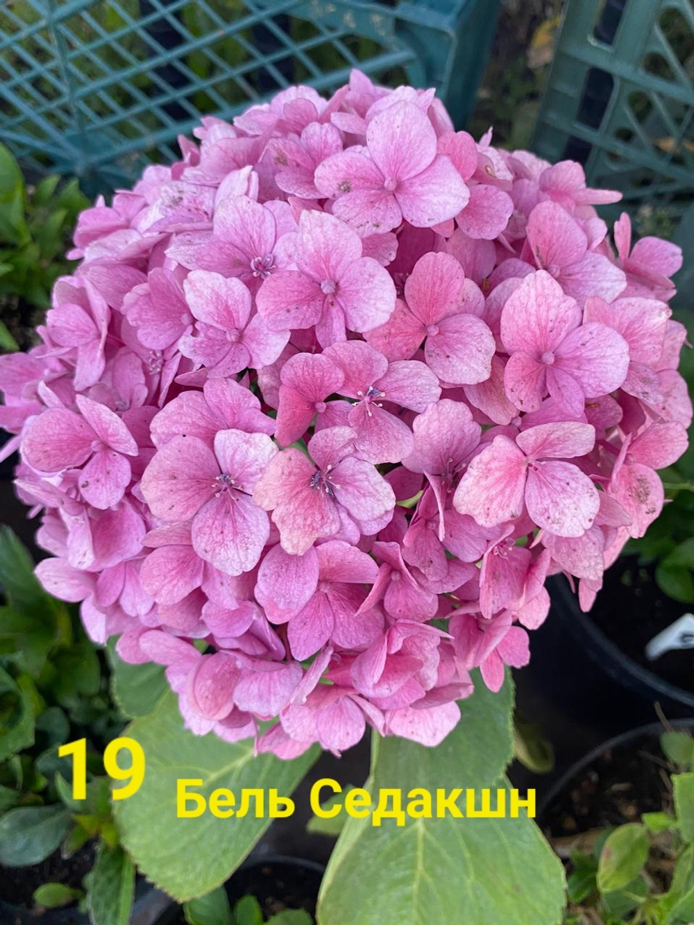 Belle Seduction/ Бель Седакшн