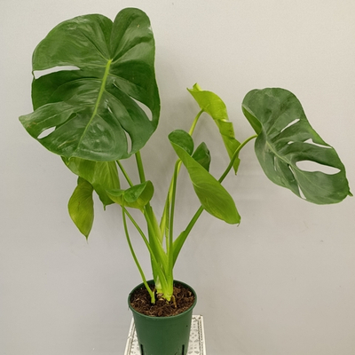 Монстера делициоса