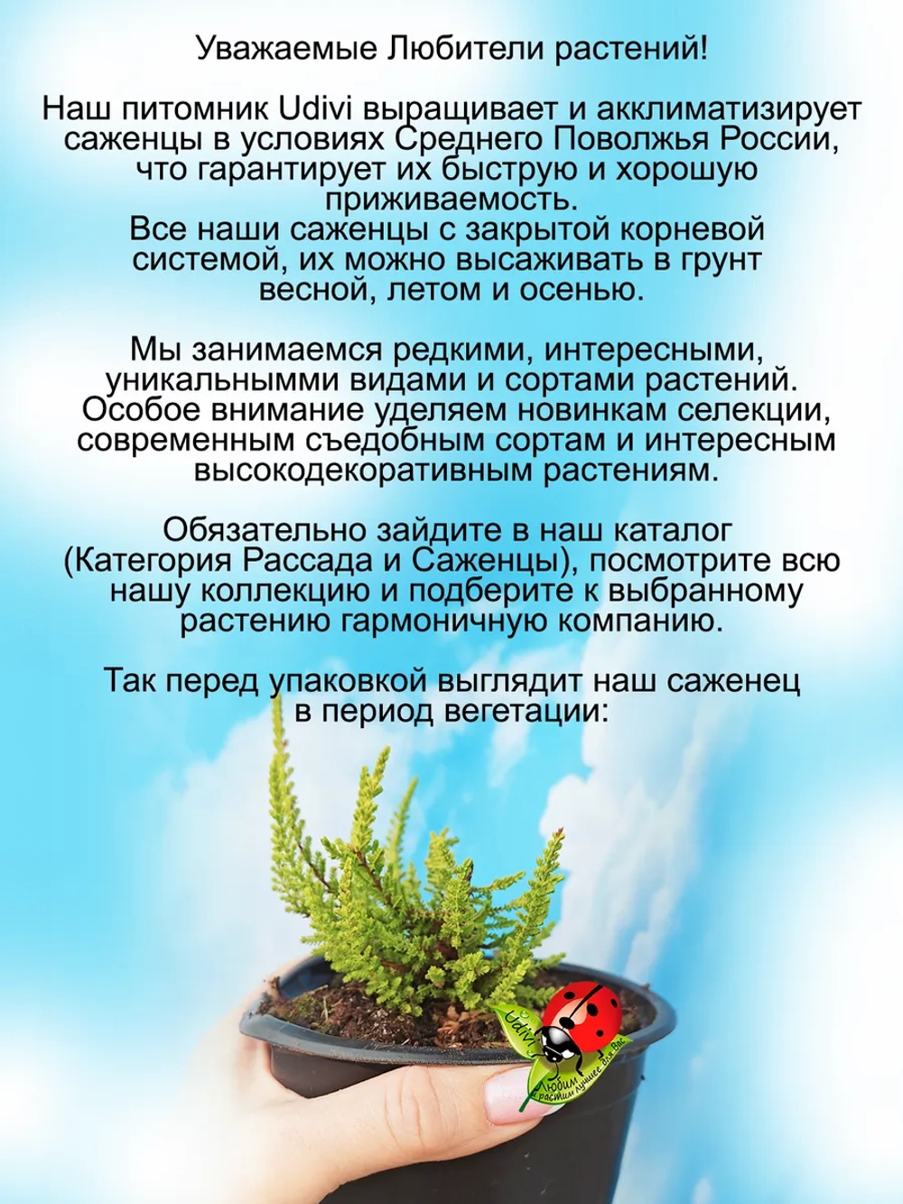 Вереск Дэвид Хагнес золотистый