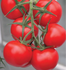 Таганка F1 семена томата индетерминантного (Гавриш)