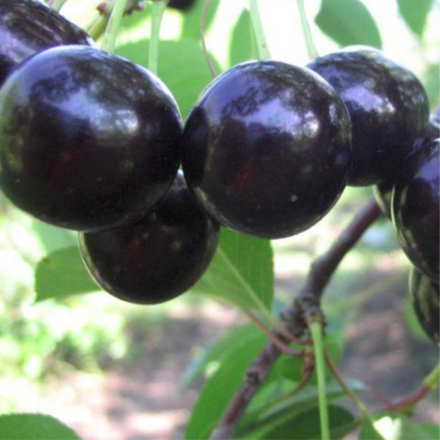 Вишня обыкновенная Чернокорка (2-летка) ЗКС