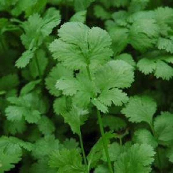 Санто семена кориандра (Sakata / Саката) культура – фото 3