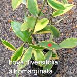 Хойя DIVERSIFOLIA ALBOMARGINATA