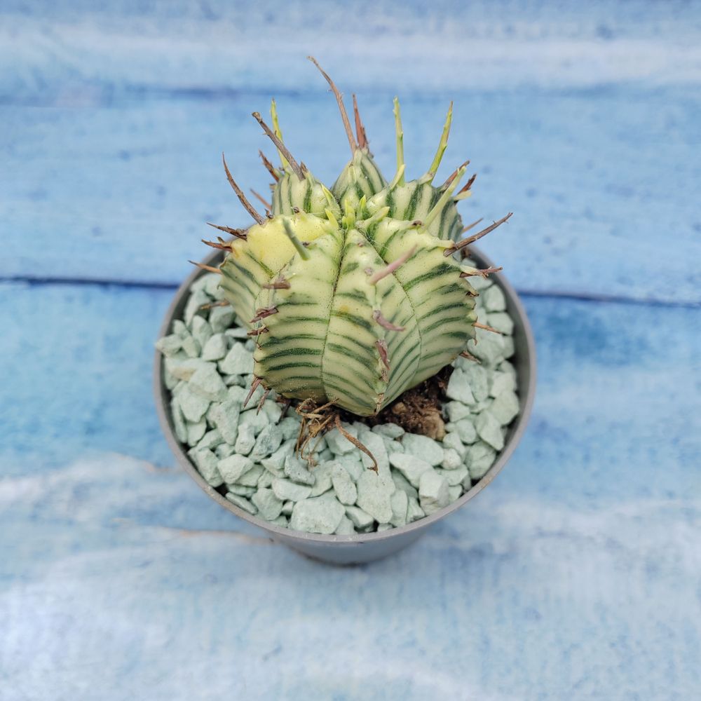 Euphorbia meloformis f. Variegated (Эуфорбия вариегатная)