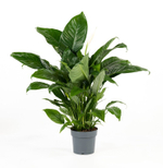 Спатифиллум