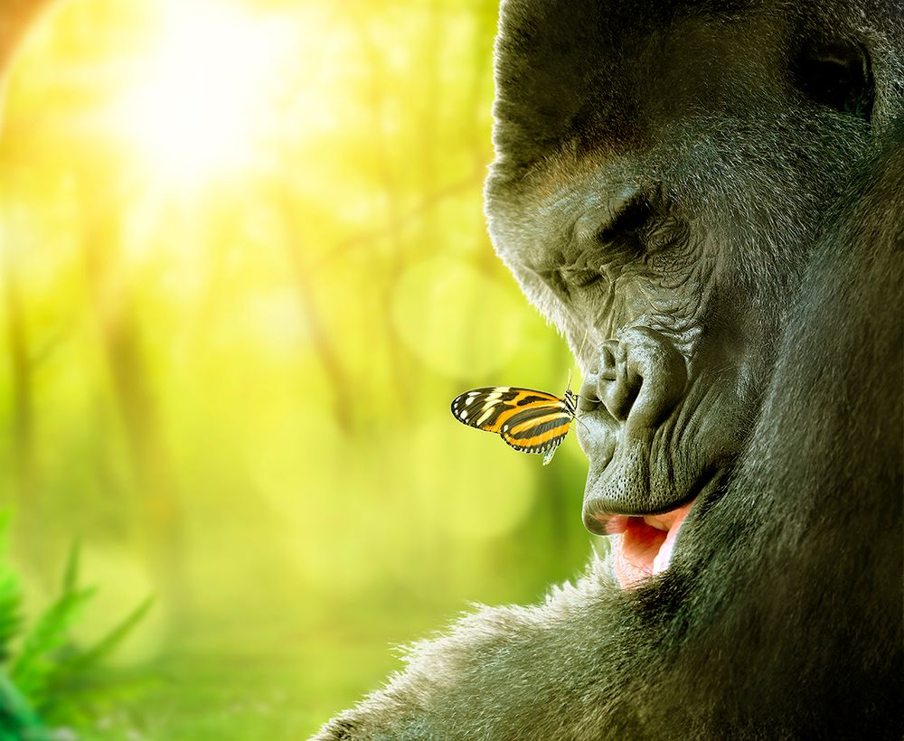Фотообои горилла и бабочка 09-014