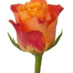 Роза Кения Mix