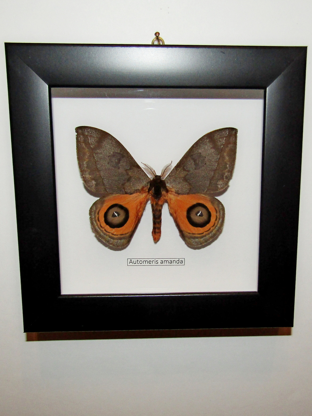 Сатурния Automeris в рамке