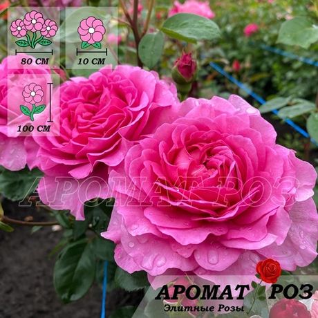 Тсукиёми (Tsukiyomi)