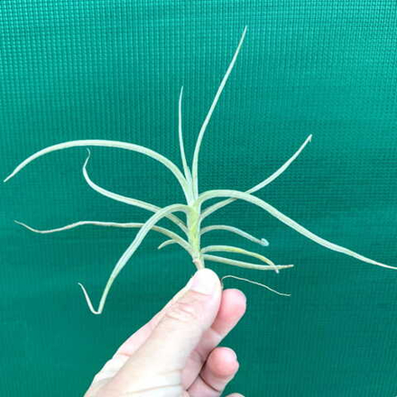 Тилландсия caliginosa x crocata Sgl