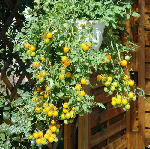 Помидоры - Tumbling Tom Yellow - Том Акробат Жёлтые