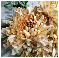Крупноцветковая хризантема Алёнка Салмон   (отгрузка  Сентябрь)