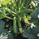 Байкал F1 семена кабачка (Sakata / Саката)