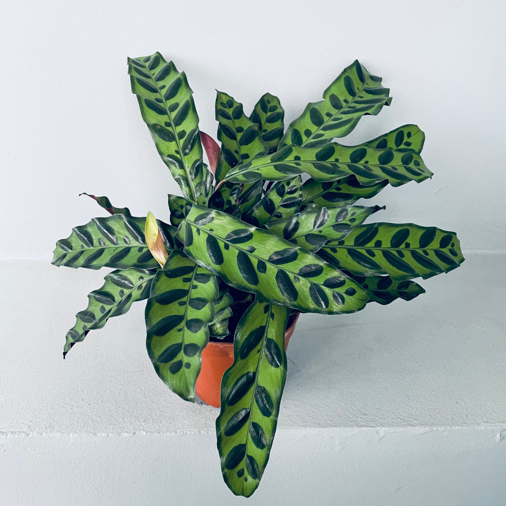 Калатея "Лансифолия"