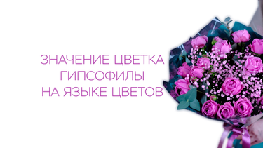 Значение цветка гипсофилы на языке цветов
