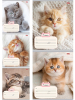 Тетрадь А5 18л. клетка "Котик и уют" облистер -мелов.картон, 5 дизайнов (Проф-Пресс)