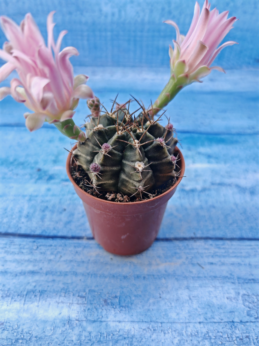 Gymnocalycium Friedrichii (Гимнокалициум)