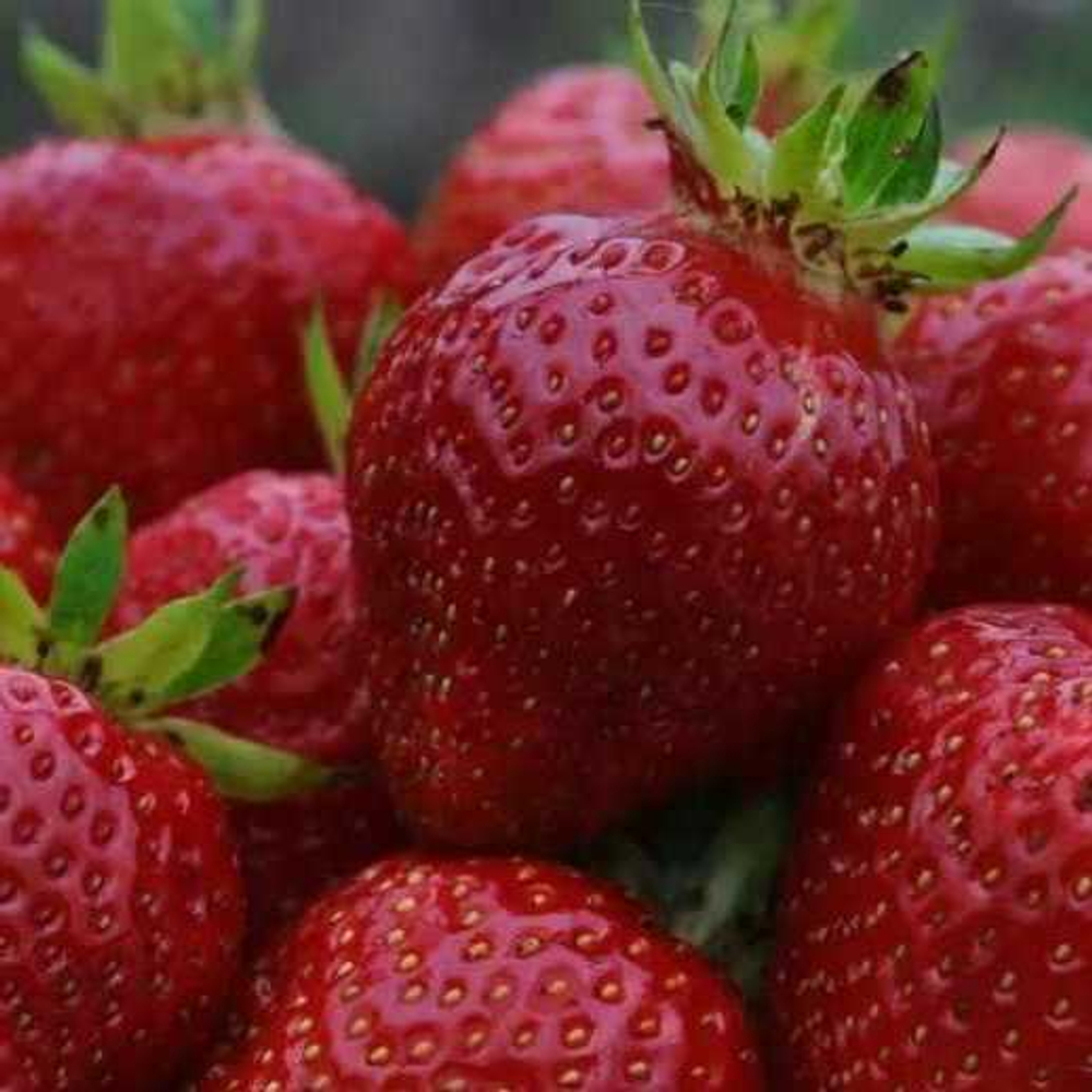 Земляника Вивальди