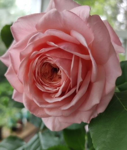 Квинси Джонс (Quincy Jones)