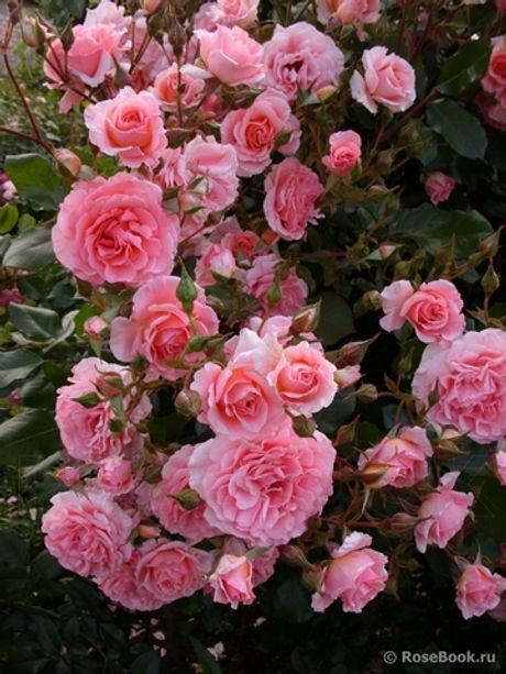 Дреам Уивер (Dream Weaver)