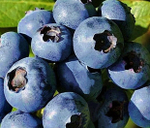 БОНУС (Bonus) голубика 1 год р9