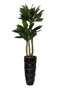 Папоротник гнездовой в горшке