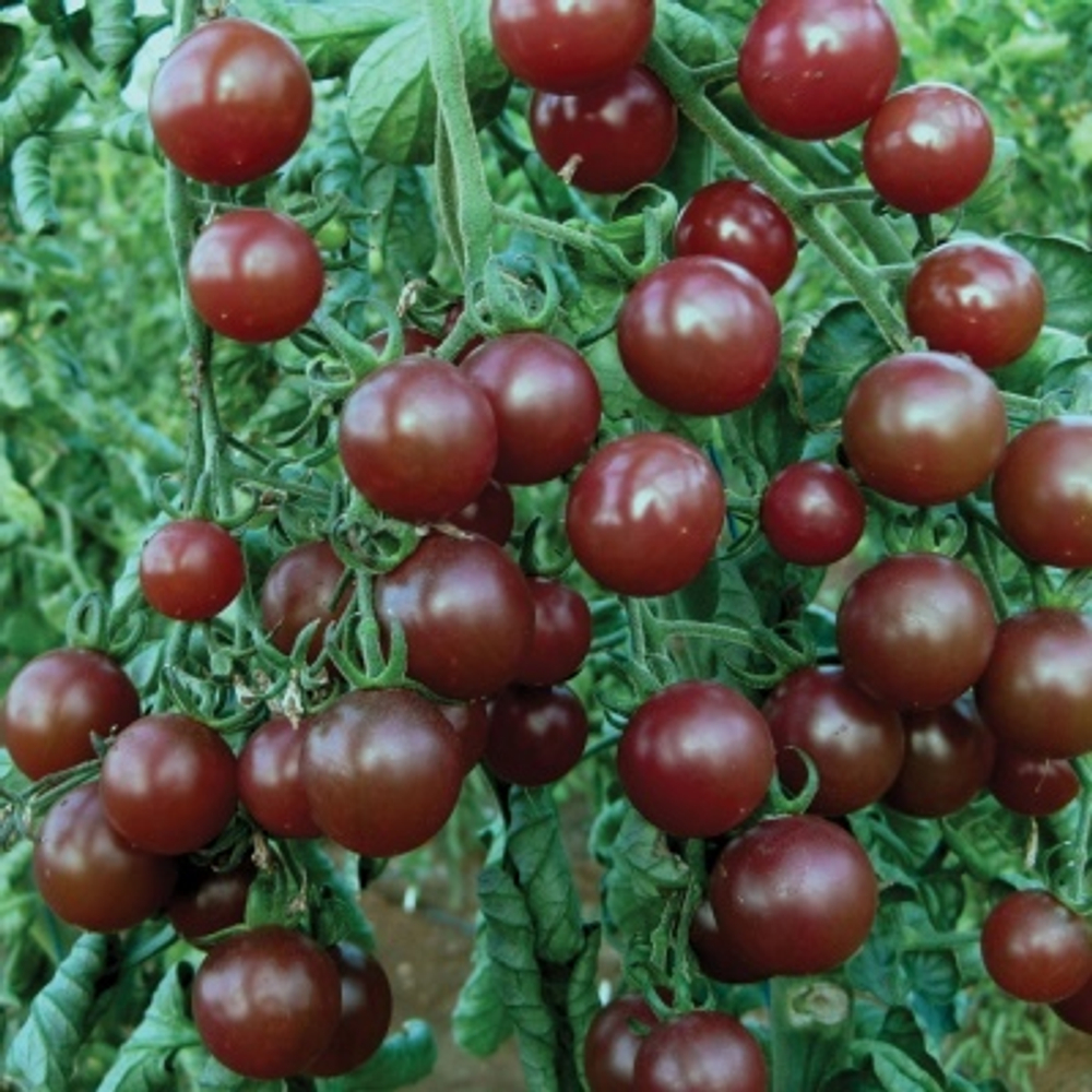 Вишенка черная