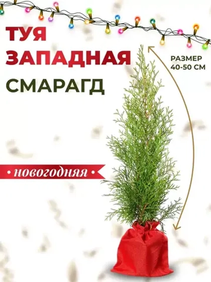 Туя западная Смарагд Новогодняя 30-40 см