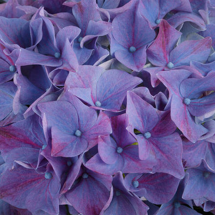 Hi Ocean ( Хай Оушэн) Р9