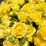 Розы кустовые пионовидные «Желтый Мисти Баблс»