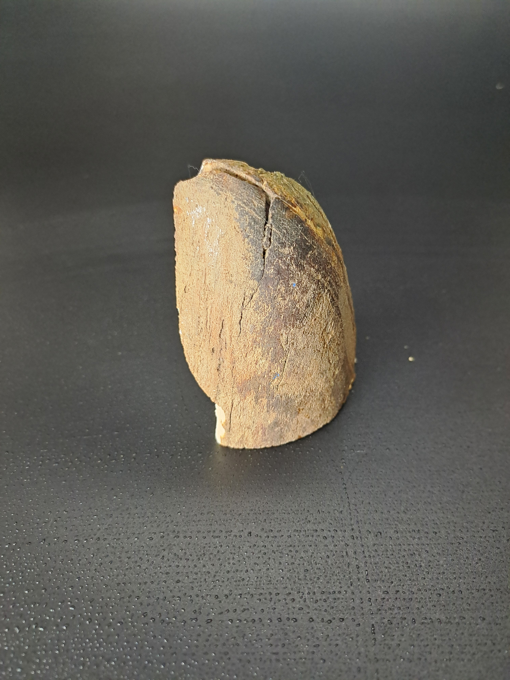 Бивень мамонта для коллекции