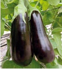 НАВАЛ F1 семена баклажана (Sakata | Alexagro)