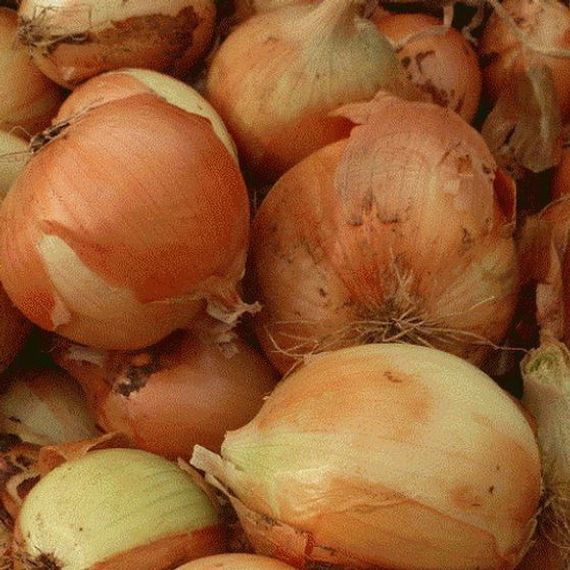 Кэнди F1 семена лука репчатого (Seminis / ALEXAGRO) культура