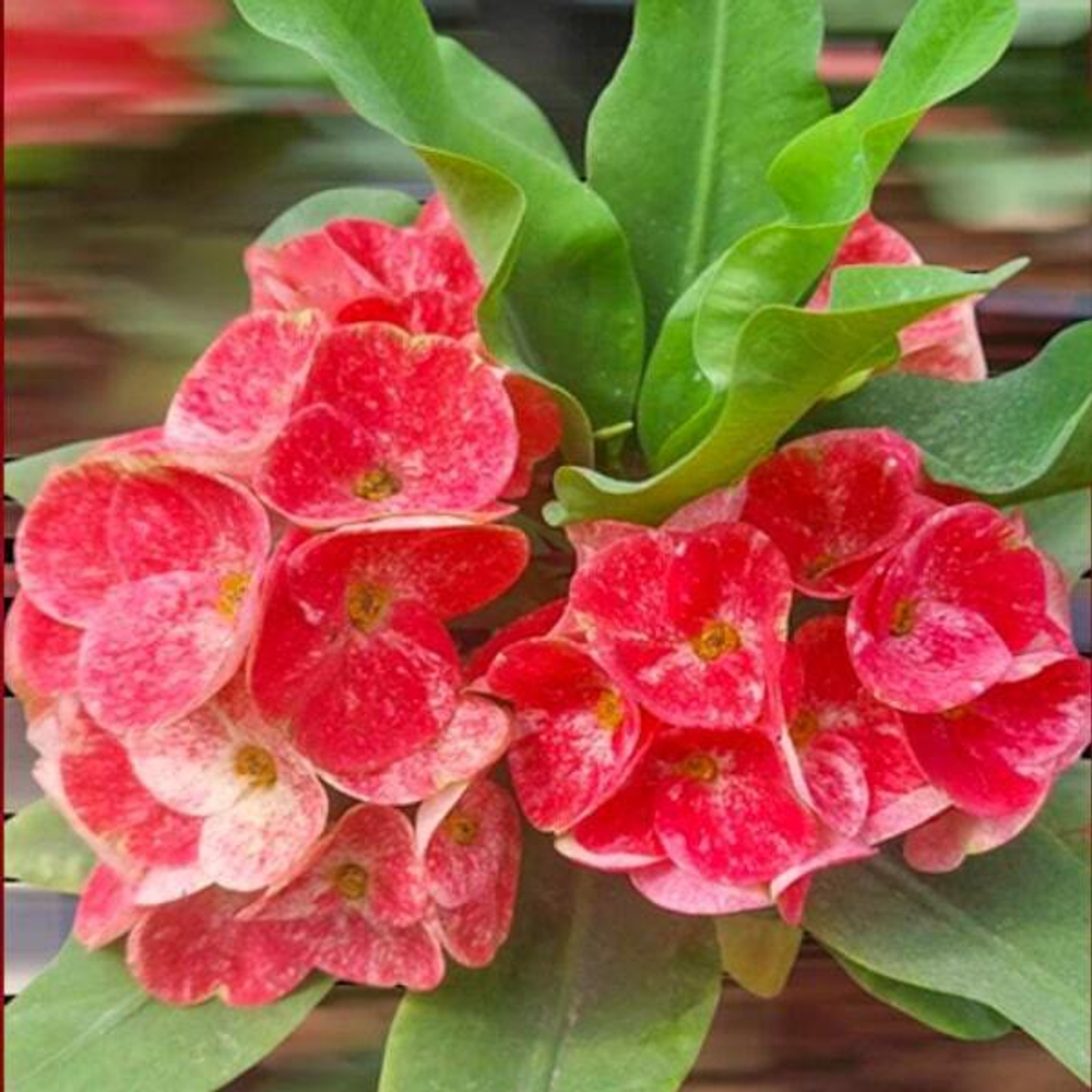 Эуфорбия Миля SILA POONSAB