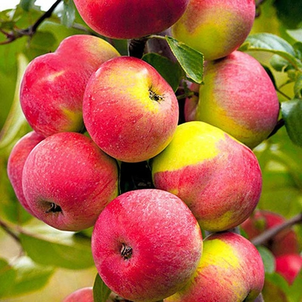 Яблоня Подарок садоводам осенняя