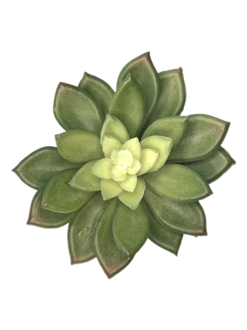 Суккулент 111